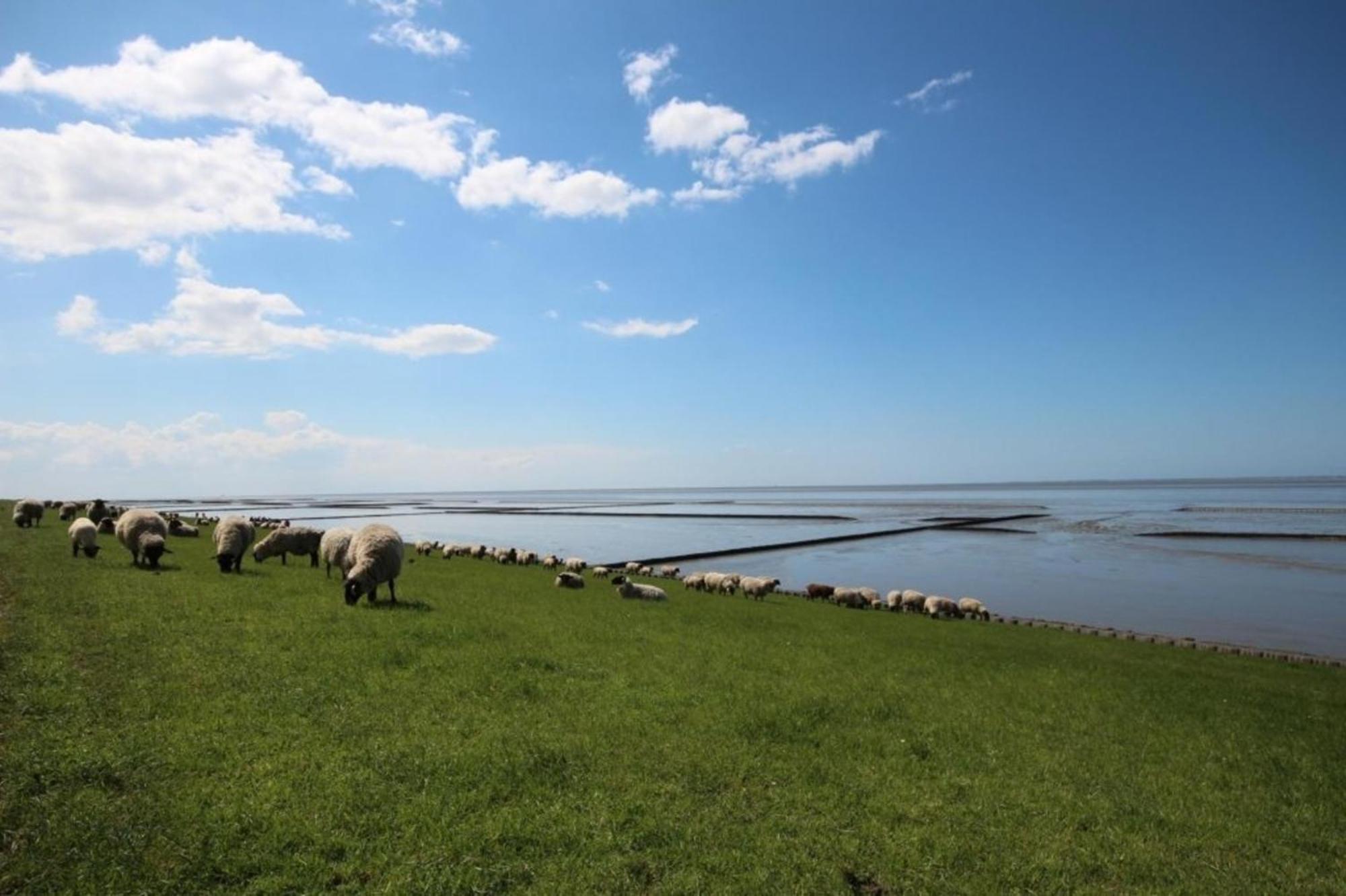 Grosse Nordseewelle Ohne Hund Norden Esterno foto